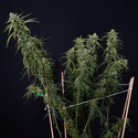 Karen Kush Automat (Zamnesia Seeds) feminizowane