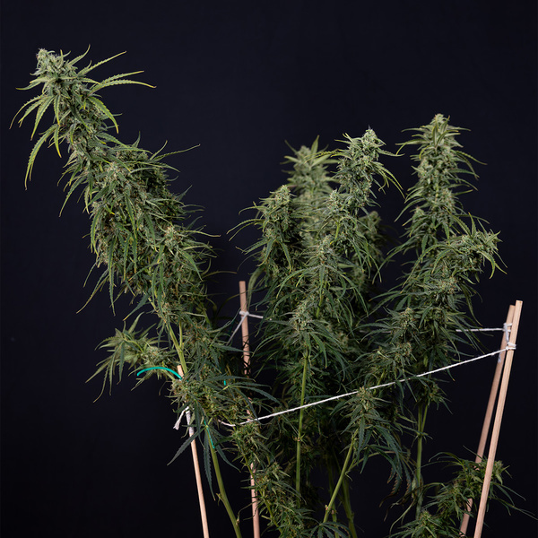 Karen Kush Automat (Zamnesia Seeds) feminizowane