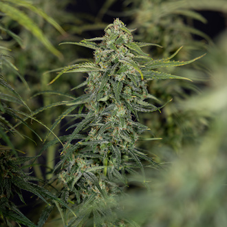 Karen Kush Automat (Zamnesia Seeds) feminizowane