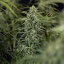 Karen Kush Automat (Zamnesia Seeds) feminizowane