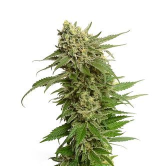 Quicksilver (Amsterdam Genetics) nasiona marihuany feminizowane