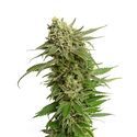 Quicksilver (Amsterdam Genetics) nasiona marihuany feminizowane