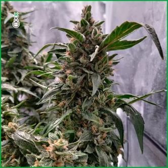 Blue Amnesia Haze (Amsterdam Genetics) feminizowane