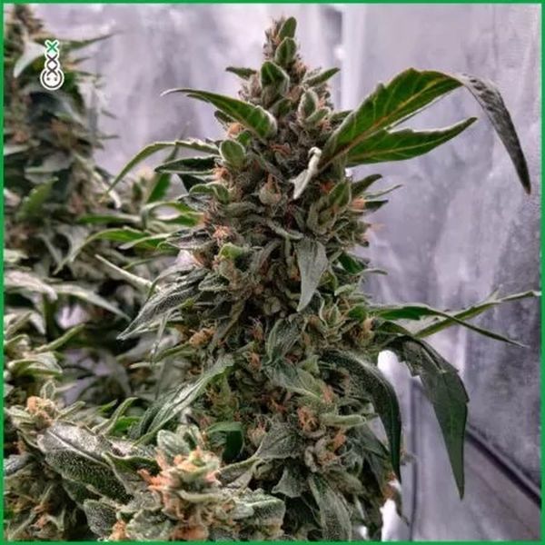 Blue Amnesia Haze (Amsterdam Genetics) feminizowane