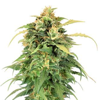 Lemon Haze (Amsterdam Genetics) feminizowane