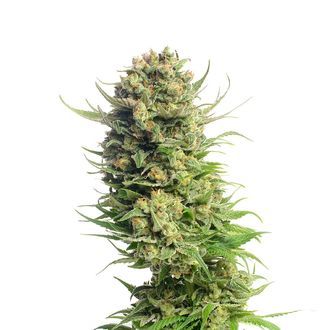 Spicebomb (Amsterdam Genetics) feminizowane