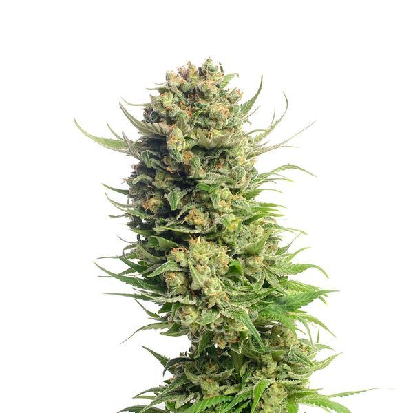 Spicebomb (Amsterdam Genetics) feminizowane