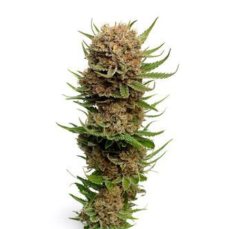 Candyfloss (Amsterdam Genetics) feminizowane