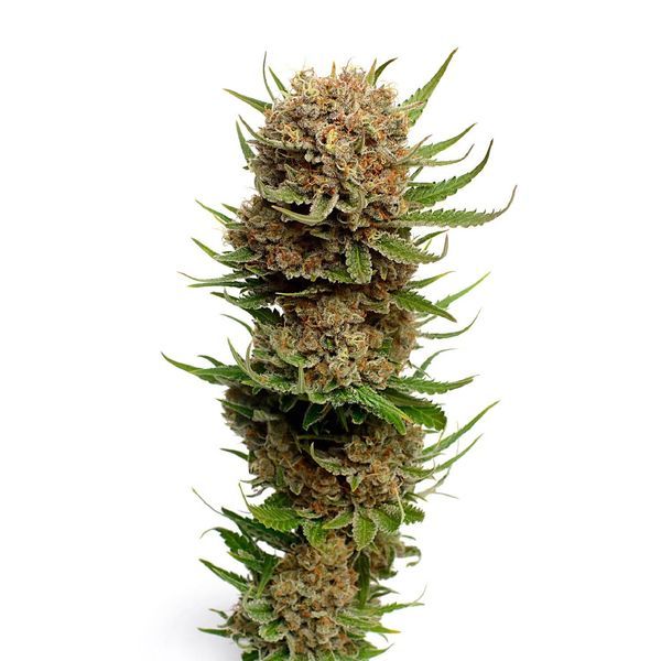 Candyfloss (Amsterdam Genetics) feminizowane