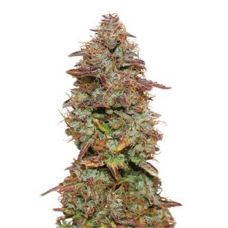Egzotyczna Purple Automat (Amsterdam Genetics) Feminizowane