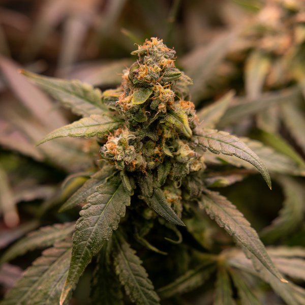 Panel solarny (Zamnesia Seeds) feminizowane