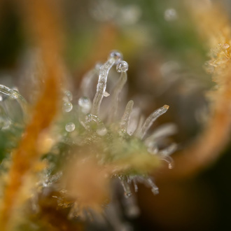 Panel solarny (Zamnesia Seeds) feminizowane