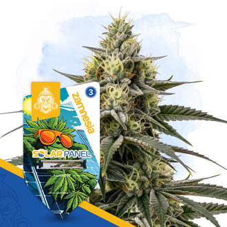 Panel solarny (Zamnesia Seeds) feminizowane