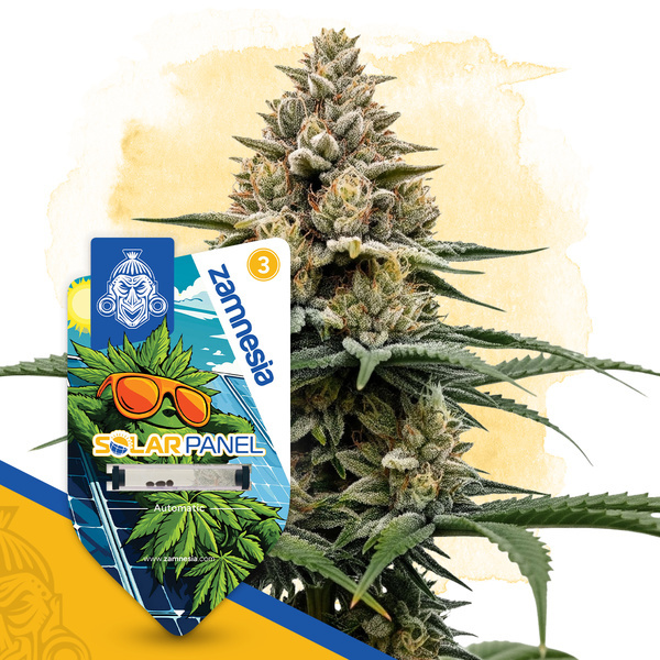 Solar Panel Automat (Zamnesia Seeds) nasiona marihuany feminizowane