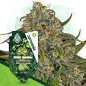 Sticky Broccoli (Zamnesia Seeds) feminizowane