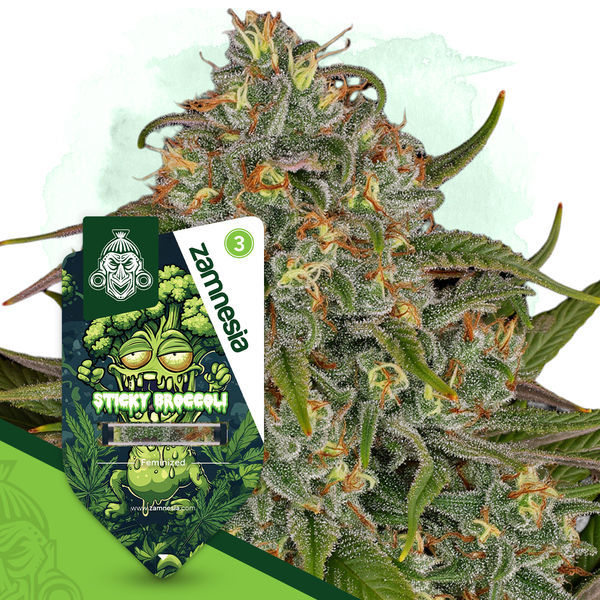 Sticky Broccoli (Zamnesia Seeds) feminizowane