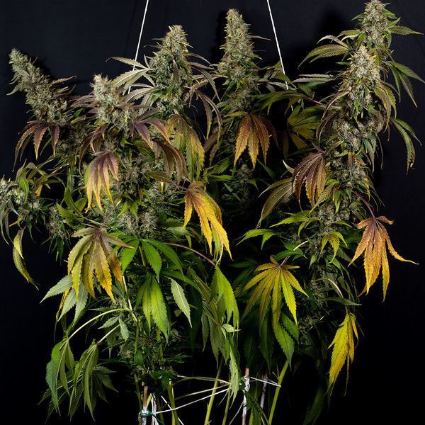 Sticky Broccoli (Zamnesia Seeds) feminizowane