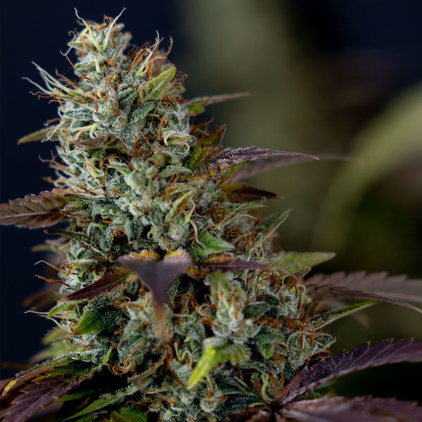 Sticky Broccoli (Zamnesia Seeds) feminizowane