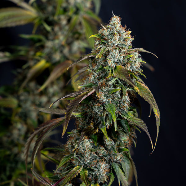 Sticky Broccoli (Zamnesia Seeds) feminizowane