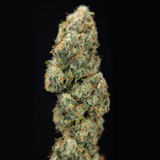 Sticky Broccoli (Zamnesia Seeds) feminizowane