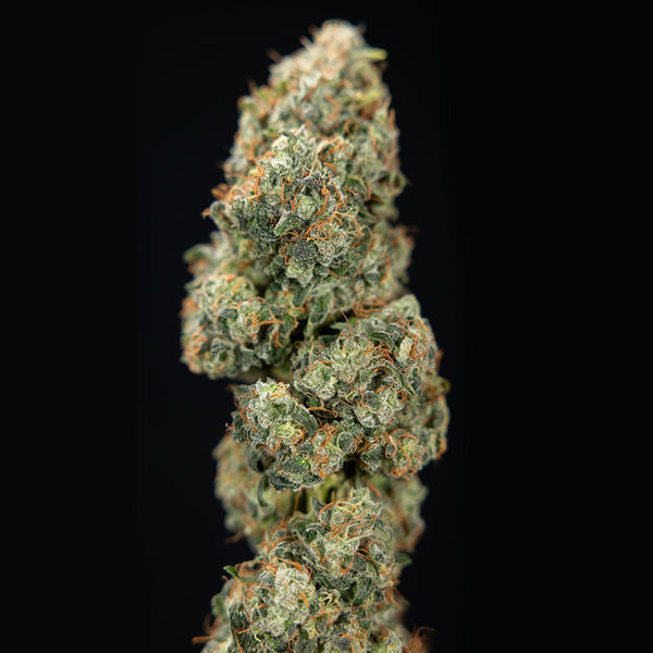 Sticky Broccoli (Zamnesia Seeds) feminizowane