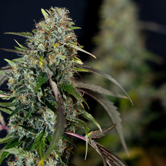 Sticky Broccoli (Zamnesia Seeds) feminizowane