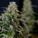 Sticky Broccoli (Zamnesia Seeds) feminizowane