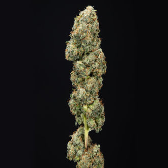 Sticky Broccoli (Zamnesia Seeds) feminizowane