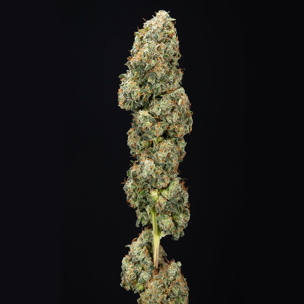 Sticky Broccoli (Zamnesia Seeds) feminizowane