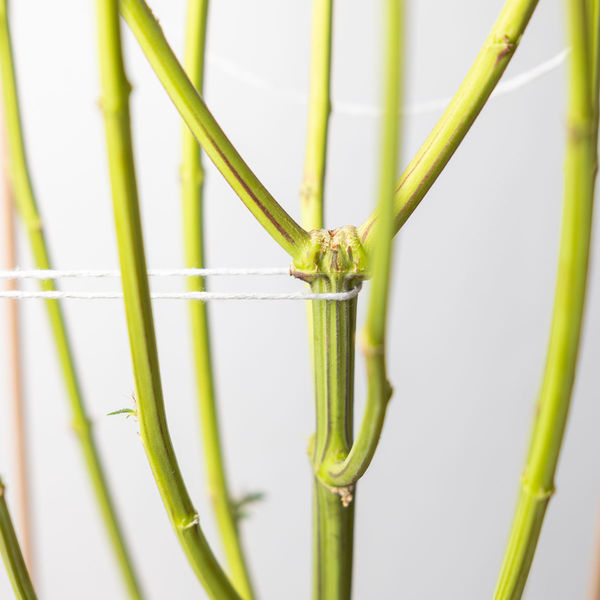 Sticky Broccoli (Zamnesia Seeds) feminizowane
