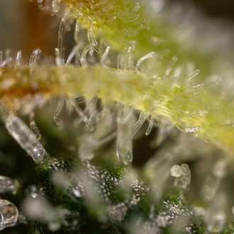 Sticky Broccoli (Zamnesia Seeds) feminizowane