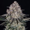 Sour Diesel Automat (Barney's Farm) nasiona marihuany feminizowane