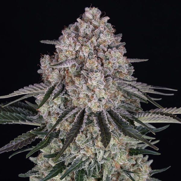 Sour Diesel Automat (Barney's Farm) nasiona marihuany feminizowane