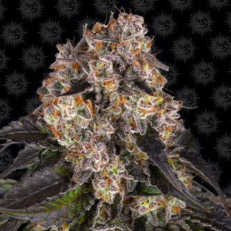 Girl Scout Cookies (Barney's Farm) feminizowane
