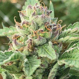 Apple Blossom (Humboldt Seed Company) feminizowane