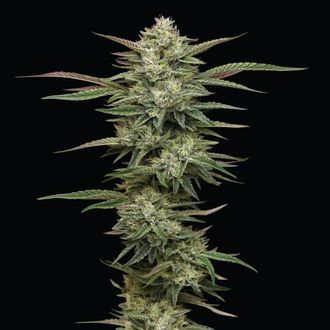 Blueberry Cupcake (Humboldt Seed Company) feminizowane