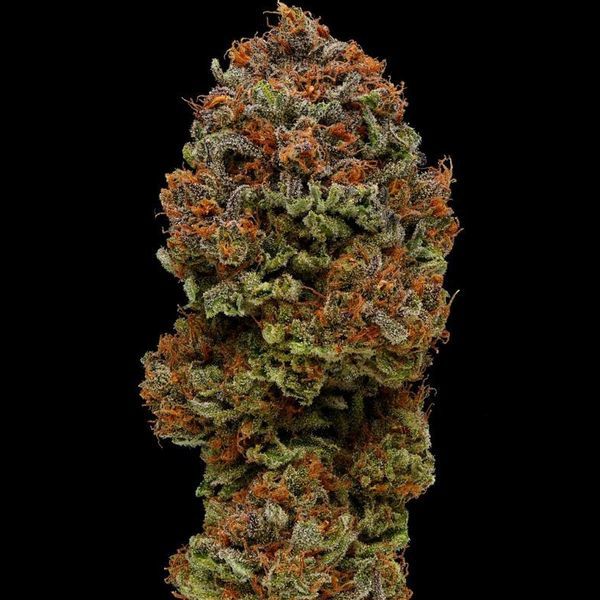 Blueberry Muffin (Humboldt Seed Company) feminizowane