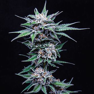 Blueberry Pancakes (Humboldt Seed Company) nasiona marihuany feminizowane