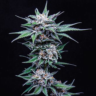Blueberry Pancakes (Humboldt Seed Company) nasiona marihuany feminizowane
