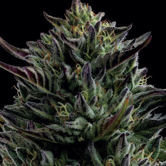 California Octane (Humboldt Seed Company) feminizowane