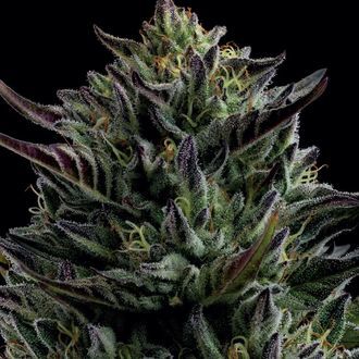 California Octane (Humboldt Seed Company) feminizowane