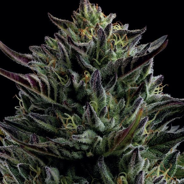 California Octane (Humboldt Seed Company) feminizowane