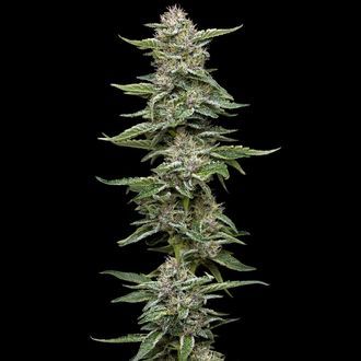 Garlic Budder (Humboldt Seed Company) feminizowane