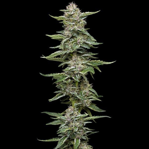 Garlic Budder (Humboldt Seed Company) feminizowane