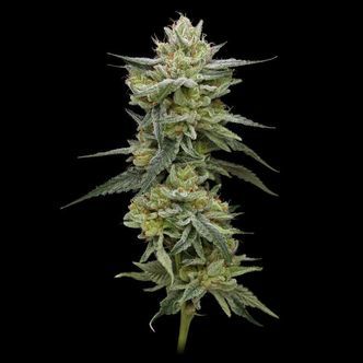 Hella Jelly (Humboldt Seed Company) feminizowane