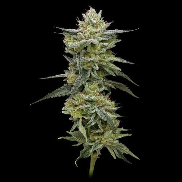 Hella Jelly (Humboldt Seed Company) feminizowane