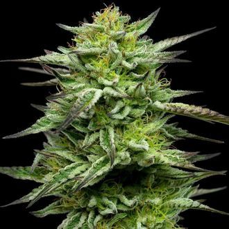 Mountaintop Mint (Humboldt Seed Company) feminizowane