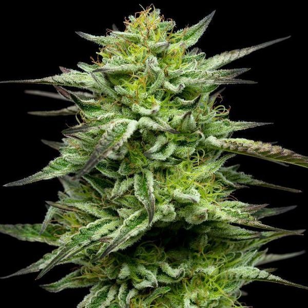 Mountaintop Mint (Humboldt Seed Company) feminizowane