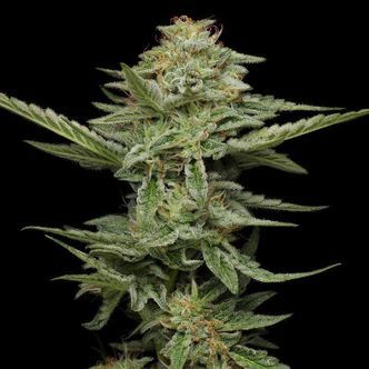 Pistachio (Humboldt Seed Company) feminizowane