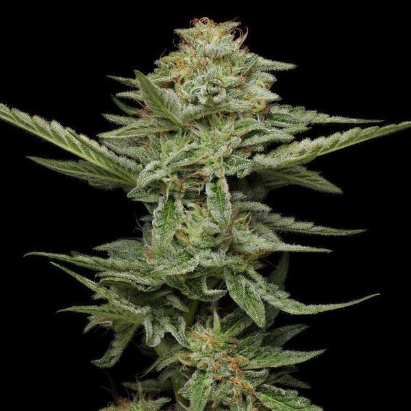 Pistachio (Humboldt Seed Company) feminizowane